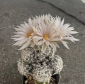 Escobaria Abdita Cactus Seeds – 25 Pack, Rare Succulent Seeds for Indoor & Outdoor Gardening, Drought-Resistant, North American Flora