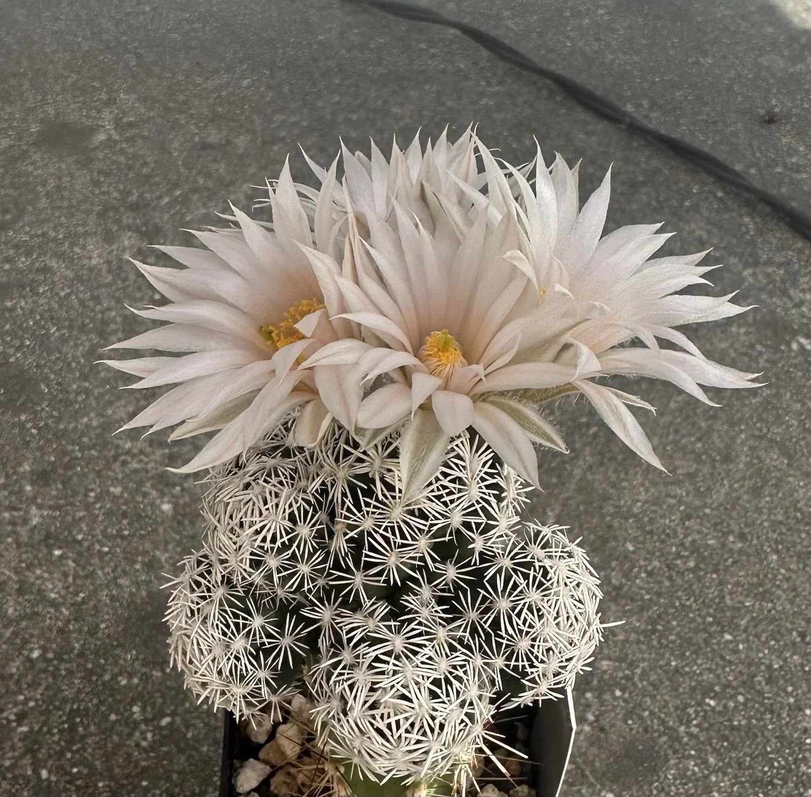 Escobaria Abdita Cactus Seeds – 25 Pack, Rare Succulent Seeds for Indoor & Outdoor Gardening, Drought-Resistant, North American Flora