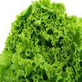 Organic Heirloom Green Lettuce Seeds - Salad Bowl Variety, Non-GMO, 150+ Seeds for Home Gardening, Loose-Leaf Lactuca sativa