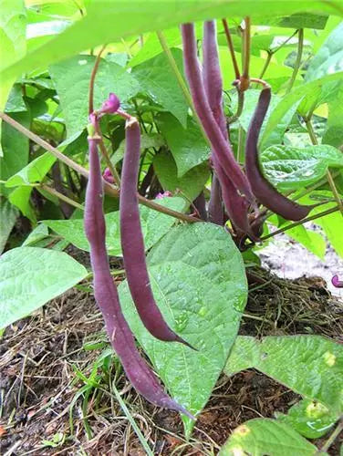 Royal Burgundy Bean Seeds - Heirloom Phaseolus vulgaris Vegetable Seeds for Home Garden, Bush Type, Purple Pods, Non-GMO, Free Shipping