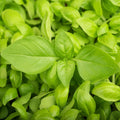 Lemon Basil Seeds - Lao Hoary Citrus Basil (Ocimum basilicum var. citriodorum) for 2025 Planting, Culinary Herb, Heirloom, Non-GMO