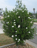 Gardenia Thunbergia Seeds - Rare Fragrant White Flowering Plant, South African Native, 3 Seed Pods