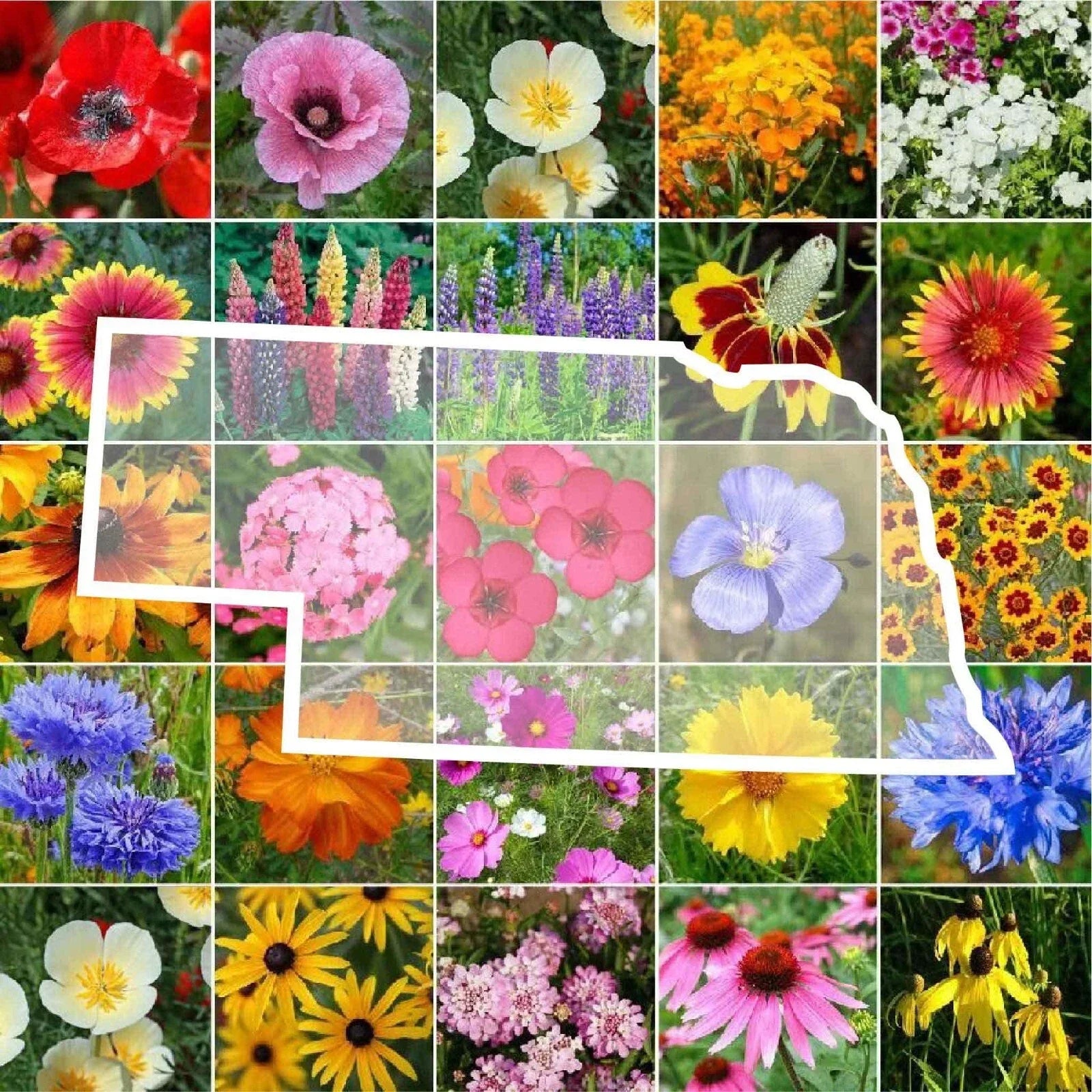 Nebraska Wildflower Seed Mix - 1000 Non-GMO Native Perennial & Annual Seeds for Pollinators