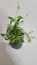 Lipstick Plant in 5-Inch Pot | Aeschynanthus radicans Indoor Houseplant with Vibrant Red Flowers