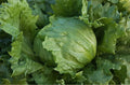 Organic Iceberg Lettuce Seeds - Non-GMO Lactuca sativa for Home Garden, Salad Crop, Compact Growth