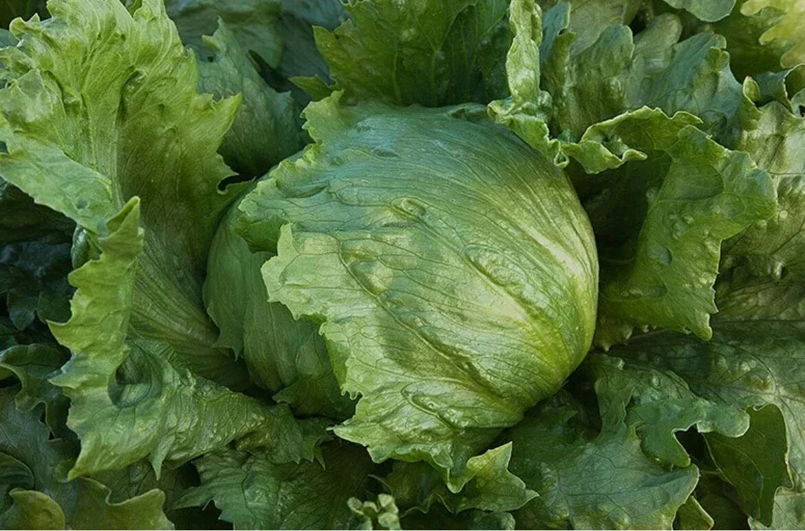 Organic Iceberg Lettuce Seeds - Non-GMO Lactuca sativa for Home Garden, Salad Crop, Compact Growth