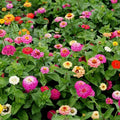 Zinnia Seeds Pumila Mix - Cut and Come Again, Variety Packets, Zinnia elegans for Bright Garden Blooms