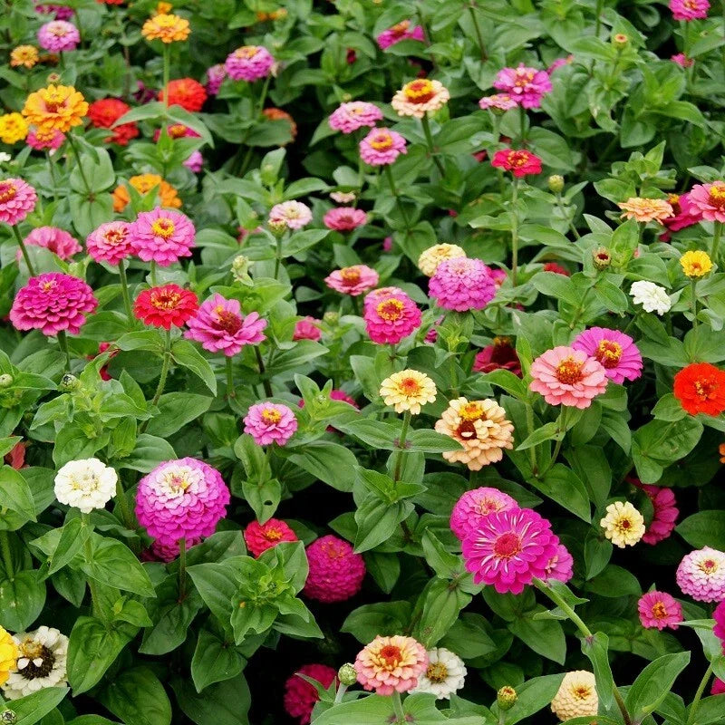 Zinnia Seeds Pumila Mix - Cut and Come Again, Variety Packets, Zinnia elegans for Bright Garden Blooms