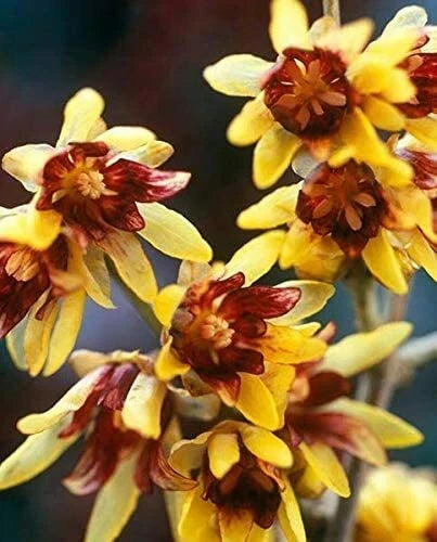 Wintersweet Bonsai Tree Seeds - Chimonanthus praecox - Fragrant Yellow Flowers for Indoor Outdoor Gardening - 10 Pack