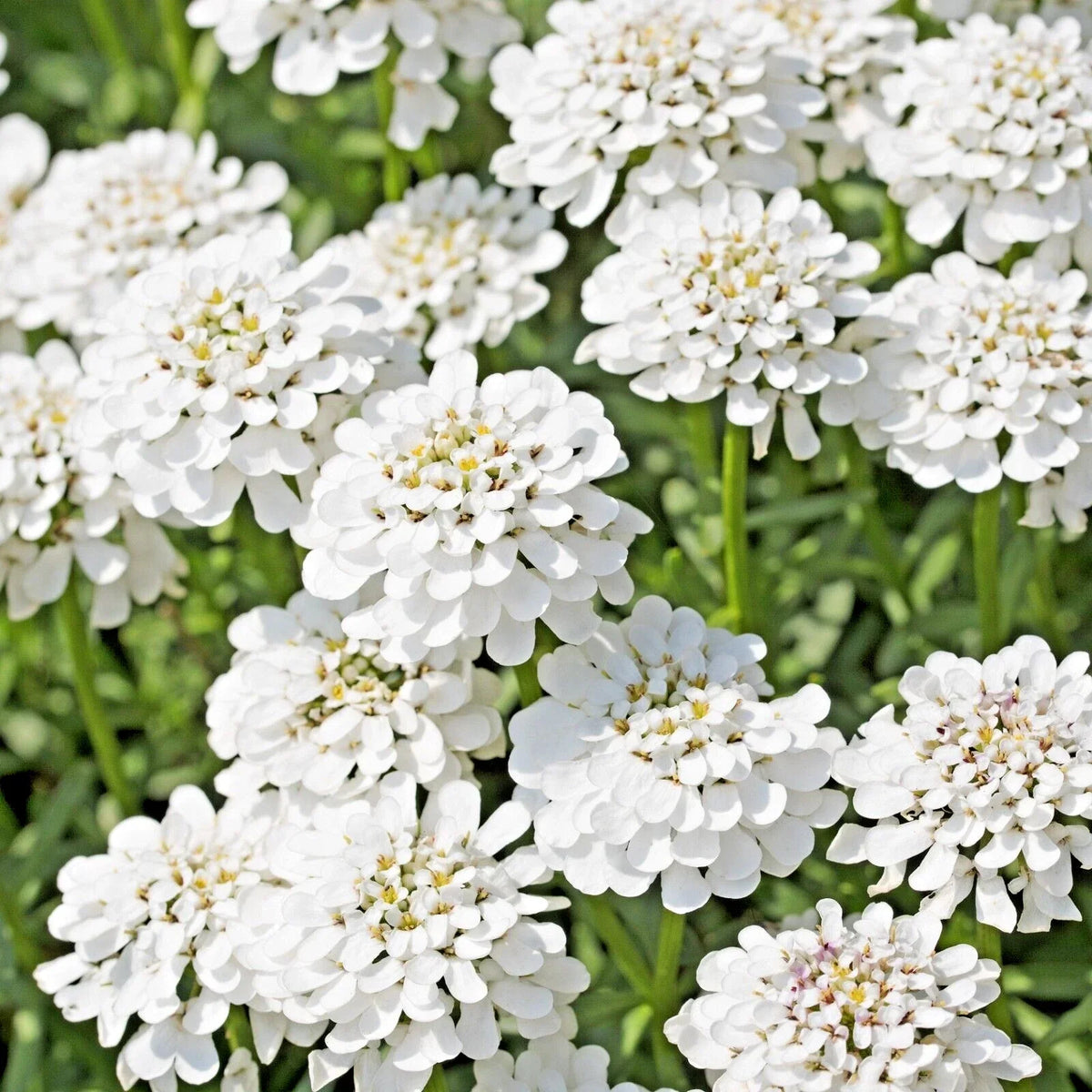 Evergreen Candytuft Seeds 100 Count Snow White Perennial Iberis Sempervirens for Gardens