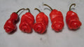 Red Peter Pepper Seeds - Heirloom, Very Hot Chili, Capsicum annuum, 10 Seeds, Unique Shape, Spicy, Garden, Cooking, Gift