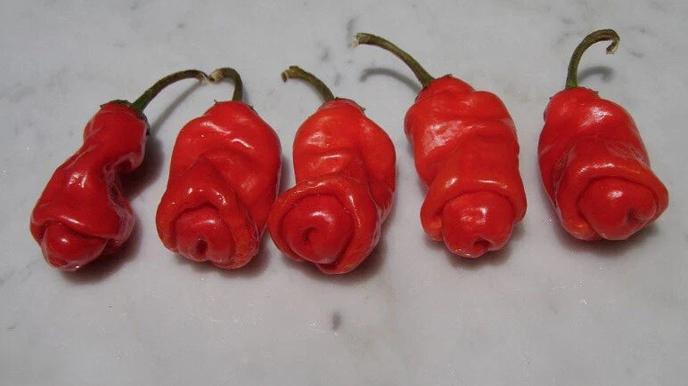Red Peter Pepper Seeds - Heirloom, Very Hot Chili, Capsicum annuum, 10 Seeds, Unique Shape, Spicy, Garden, Cooking, Gift