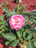 Cali Dreamin Rose Cuttings - 4 Pack Garden Roses Rosa spp. for Borders & Containers