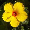 Tequila Hardy Hibiscus Plant - Yellow Flowering Hibiscus - 8-12 Inches - Hibiscus moscheutos Potted Plant