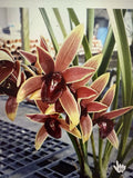Bare Root Cymbidium Orchid 'Aussie Dreamtime' - Vibrant Perennial Orchid for Indoor & Outdoor Gardens