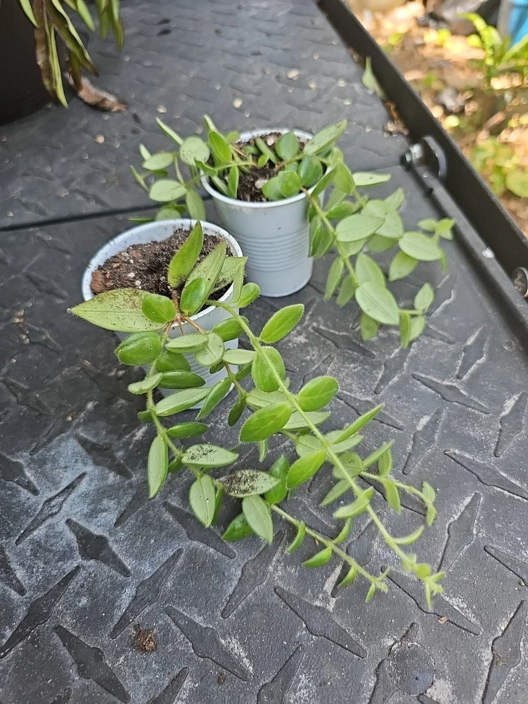Aeschynanthus gracilis - Live Hanging Plant in 2.5" Pot, Trailing Lipstick Plant for Indoor Houseplant