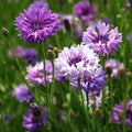 Cornflower Seeds 200 Count Mauve Heirloom Non-GMO Centaurea cyanus Flowers for Garden, Borders & Cut Flowers