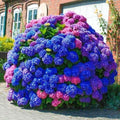 Hydrangea Seeds 500pcs - Blue Pink Purple Flower Seeds - Hardy Perennial Hydrangea macrophylla for Gardens & Containers