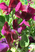 Cupid Mahogany Dwarf Sweet Pea Seeds - 50+ Pack, Lathyrus odoratus, Compact Annual for Garden & Container Planting