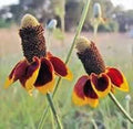 Mexican Hat Flower Seeds - Pack of 100 - Ratibida columnifera - Vibrant Wildflower for Gardens and Pollinators
