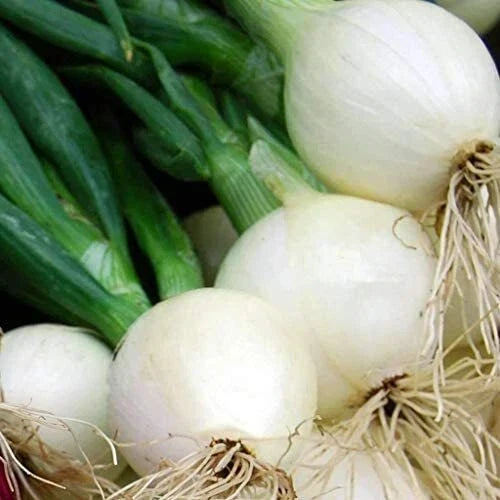 Crystal White Wax Onion Seeds - Heirloom Non-GMO Allium cepa Vegetable Gardening Seed Packet