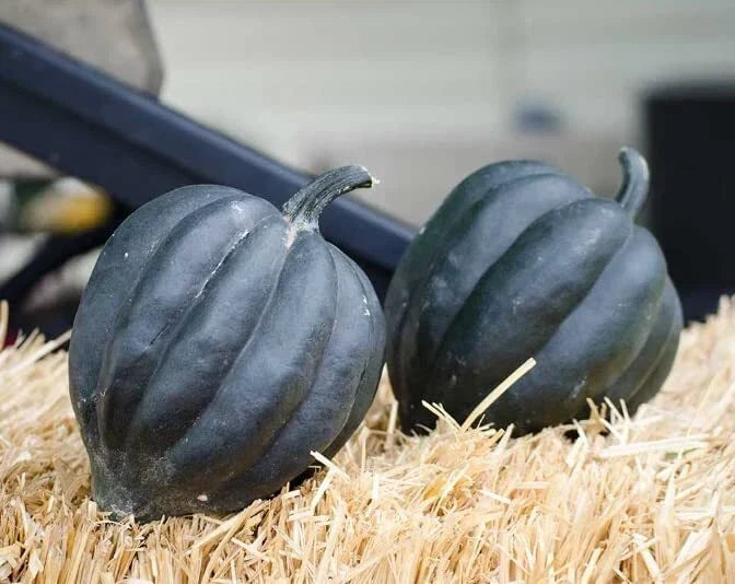 Black Betty Acorn Seeds - 10 Pack, Black Table Squash, Cucurbita pepo, Bush-Type Plant, Edible Dark Green Acorn Squash
