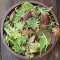 Mesclun Mix Lettuce Seeds - 1000+ Non-GMO Heirloom Lettuce Seeds Lactuca sativa for Salad Greens & Home Garden