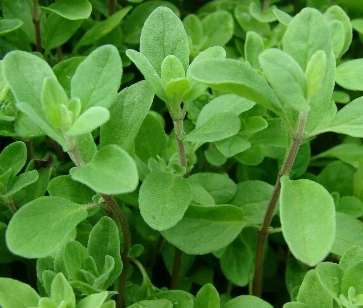 Sweet Marjoram Seeds - 2000+ Non-GMO Herb Seeds for Culinary Garden, Origanum majorana, Annual Aromatic Herb
