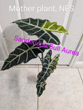 Variegated Alocasia Sanderiana Bull - Aurea Corm | Rare Indoor Houseplant for Collectors | Tropical Perennial