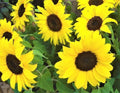 Lemon Queen Sunflower Seeds 50+ Non-GMO Helianthus annuus Bright Yellow Blooms for Garden, Containers, Cut Flowers