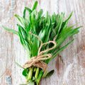 Tarragon Seeds 2000 Count Artemisia dracunculoides Culinary Herb for Cooking, Gardening & Herb Gardens