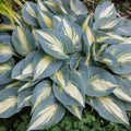 Hosta High Society 5.25" Pot Well Rooted Perennial Shade Plant - Variegated Foliage