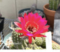 Echinopsis Cactus Succulents - Rooted Pups - CHAMAETRI European Hybrid - Indoor Outdoor Drought-Tolerant Plant