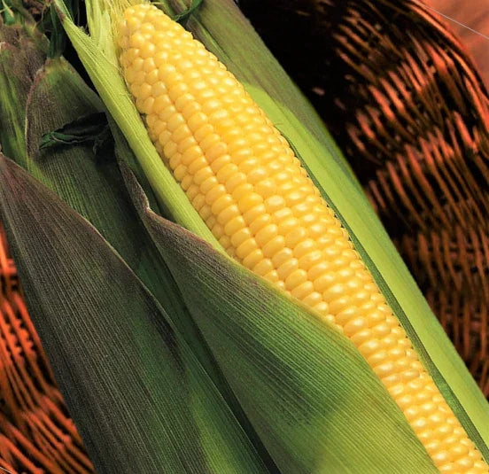 Kandy Korn Yellow Sweet Corn Seeds, Red Husk EH Hybrid, Untreated Zea Mays Vegetable Seeds for Organic Gardening