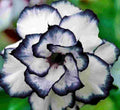 Desert Rose Seeds Adenium obesum PEONY Bonsai Variety - Drought-Tolerant Flower Seeds for Garden & Container