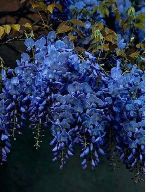 Dark Blue Chinese Wisteria Seeds - Perennial Climbing Flower Seeds Wisteria sinensis, Rare USA