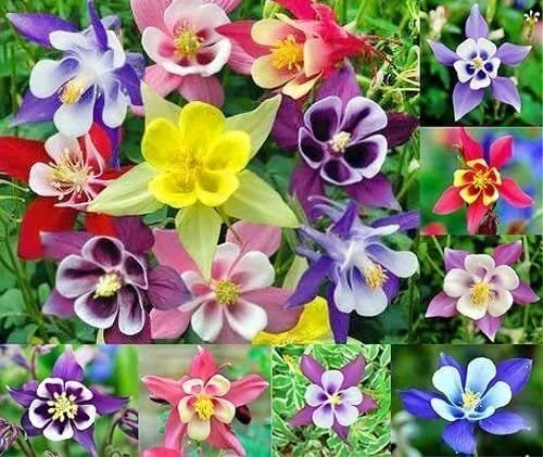 Multicolor Columbine Seeds 100 Non-GMO Aquilegia caerulea Glass McKana Collection for Garden, Pollinator Attracting, Perennial