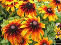 Gloriosa Daisy Seeds - 2001+ Native Wildflower for Garden, Container, Deer Proof Rudbeckia hirta