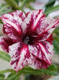 Desert Rose Seeds - 4 White Purple Adenium Obesum - Exotic Perennial Flower Seeds for Indoor & Outdoor Gardens