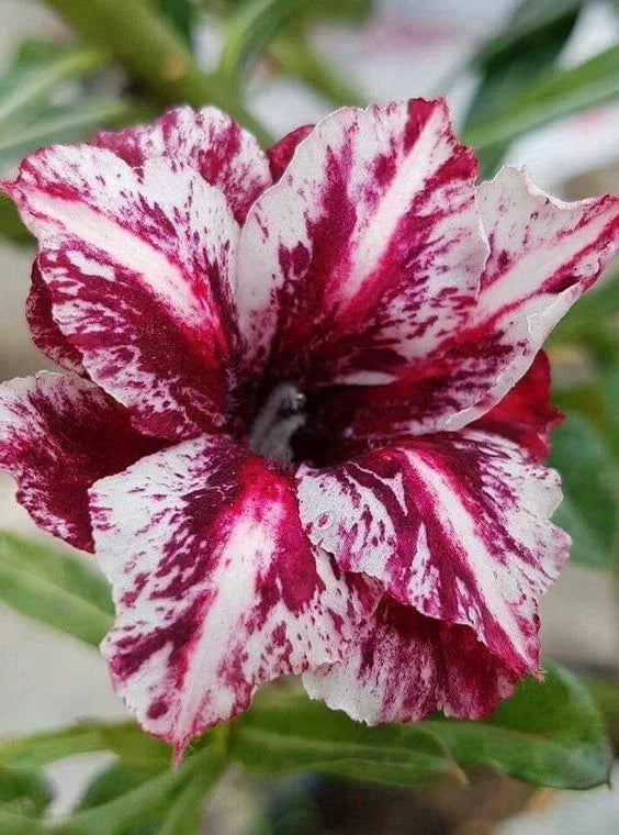 Desert Rose Seeds - 4 White Purple Adenium Obesum - Exotic Perennial Flower Seeds for Indoor & Outdoor Gardens
