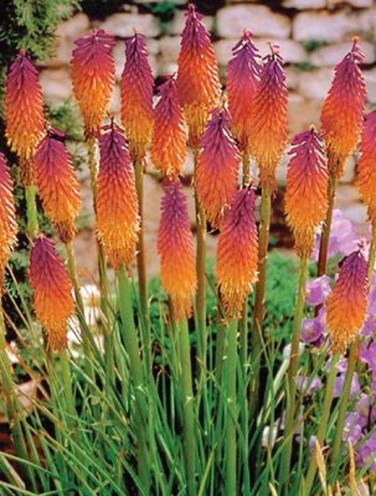 Orange Purple Torch Lily Seeds - Kniphofia uvaria Perennial Flower Seeds, 25 Pack for Borders & Garden Beds