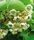 Kiwi Meader Male Pollinator Live Rooted Starter Plant, Actinidia deliciosa, Fragrant Flowers, Climbing Vine for Zones 3-9