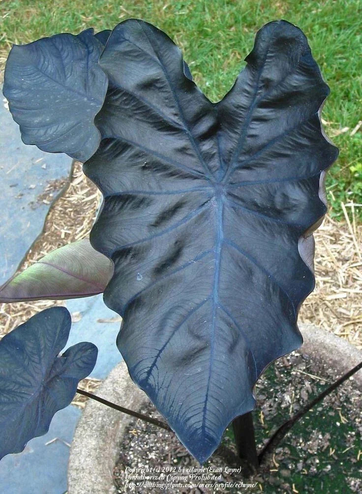 Black Coral Colocasia esculenta Elephant Ear - Small Rooted Starter Plant