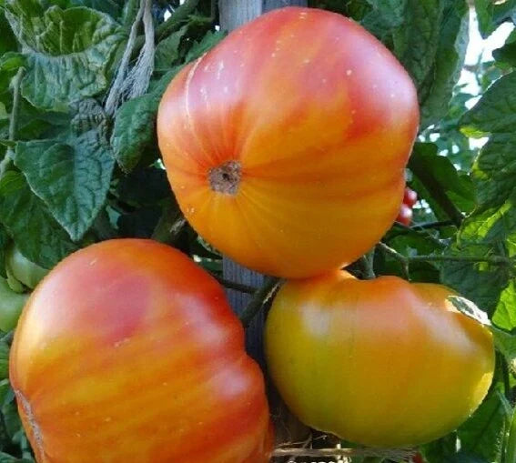Pineapple Tomato Seeds - 50+ Indeterminate Heirloom Vegetable Seeds Solanum lycopersicum