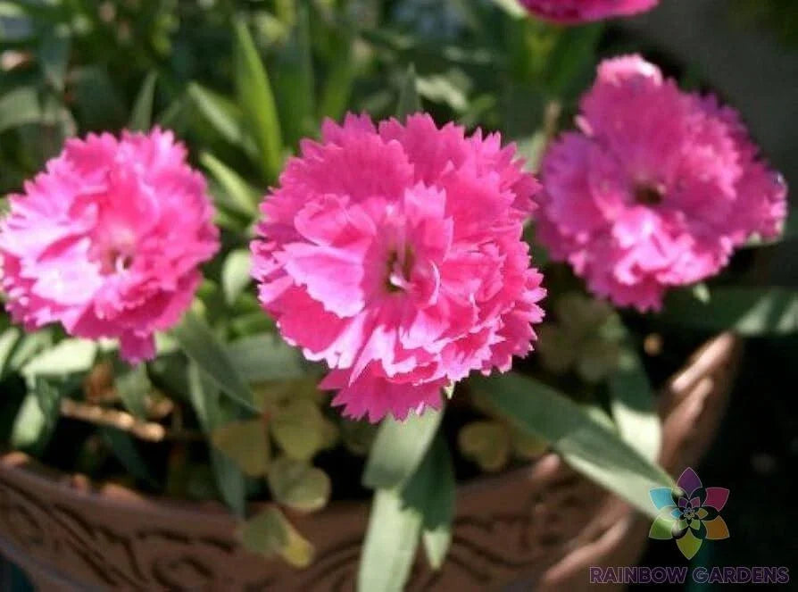 Chinese Pink Carnation Seeds - 200+ Pack Dianthus chinensis for Garden, Borders, Containers, Pink Flowers