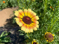 Yellow Red Painted Daisy Seeds - Non-GMO Garden Seeds for Borders & Containers - Chrysanthemum cinerariifolium