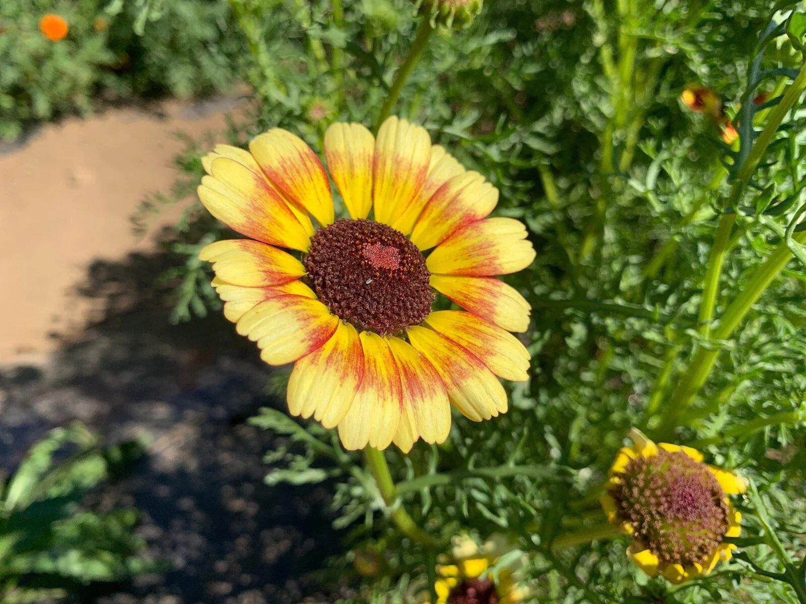 Yellow Red Painted Daisy Seeds - Non-GMO Garden Seeds for Borders & Containers - Chrysanthemum cinerariifolium
