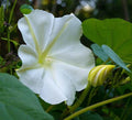 White Morning Glory Seeds, Moonflower Vine, Climbing Plant, Ipomoea alba, Fast Growing Garden Seeds