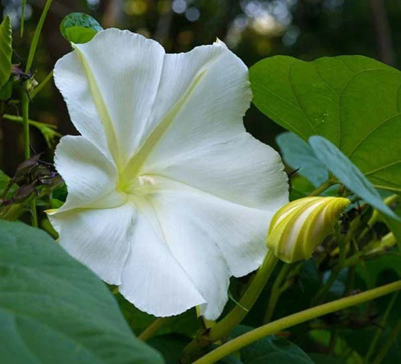 White Morning Glory Seeds, Moonflower Vine, Climbing Plant, Ipomoea alba, Fast Growing Garden Seeds