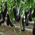 Chinese Eggplant Seeds - 100+ Long Purple Aubergine Seeds for Asian Vegetable Gardens - Non-GMO Solanum melongena